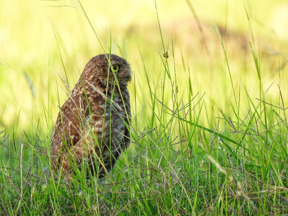 アナホリフクロウ - ML645862129