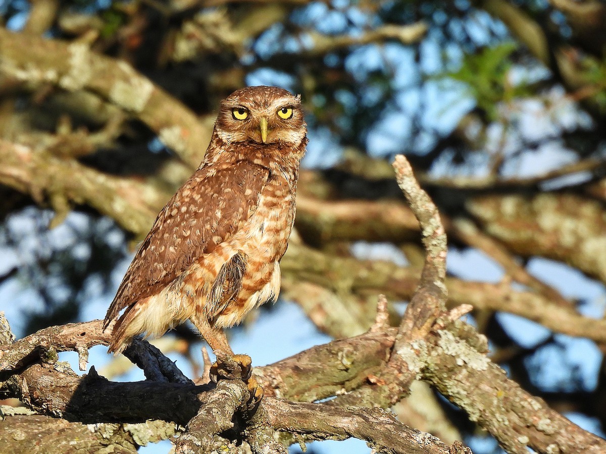 アナホリフクロウ - ML645862130