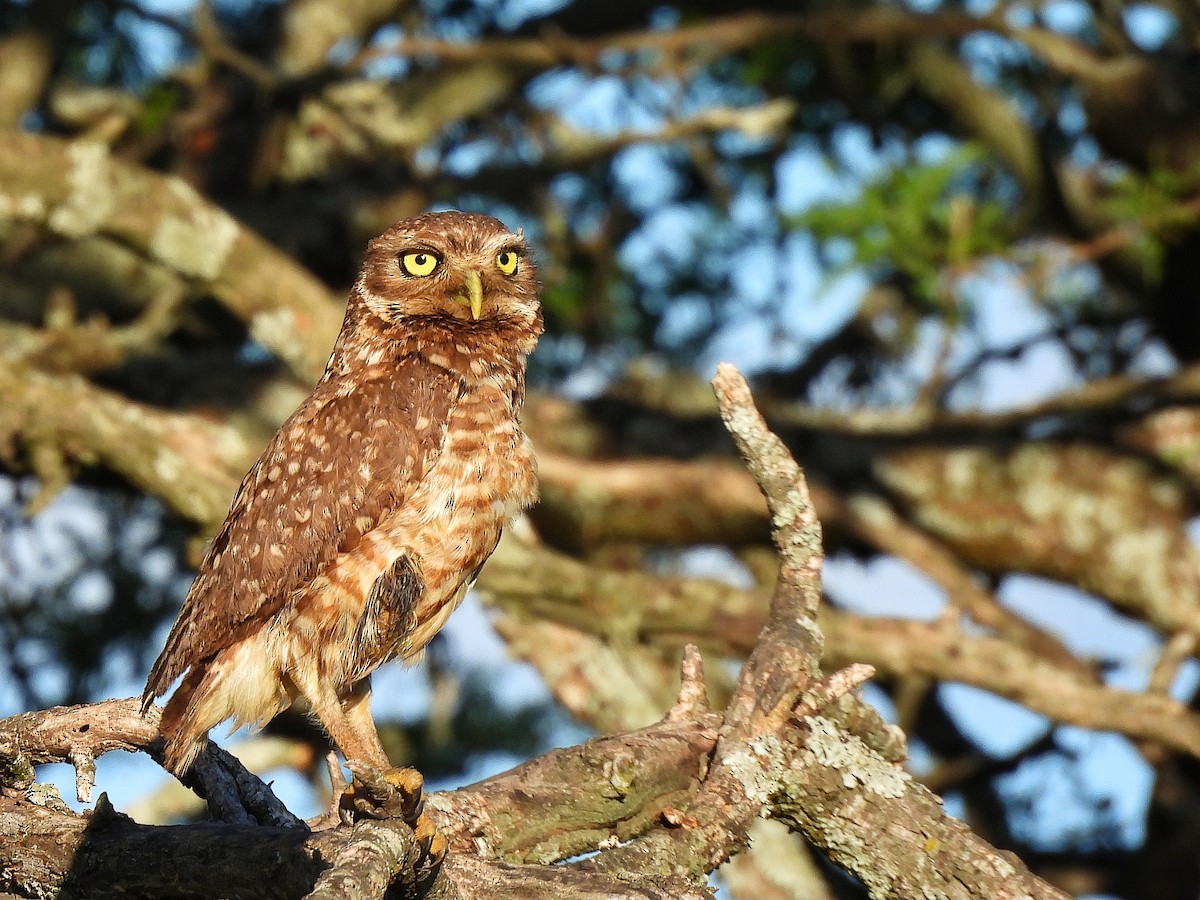 アナホリフクロウ - ML645862131