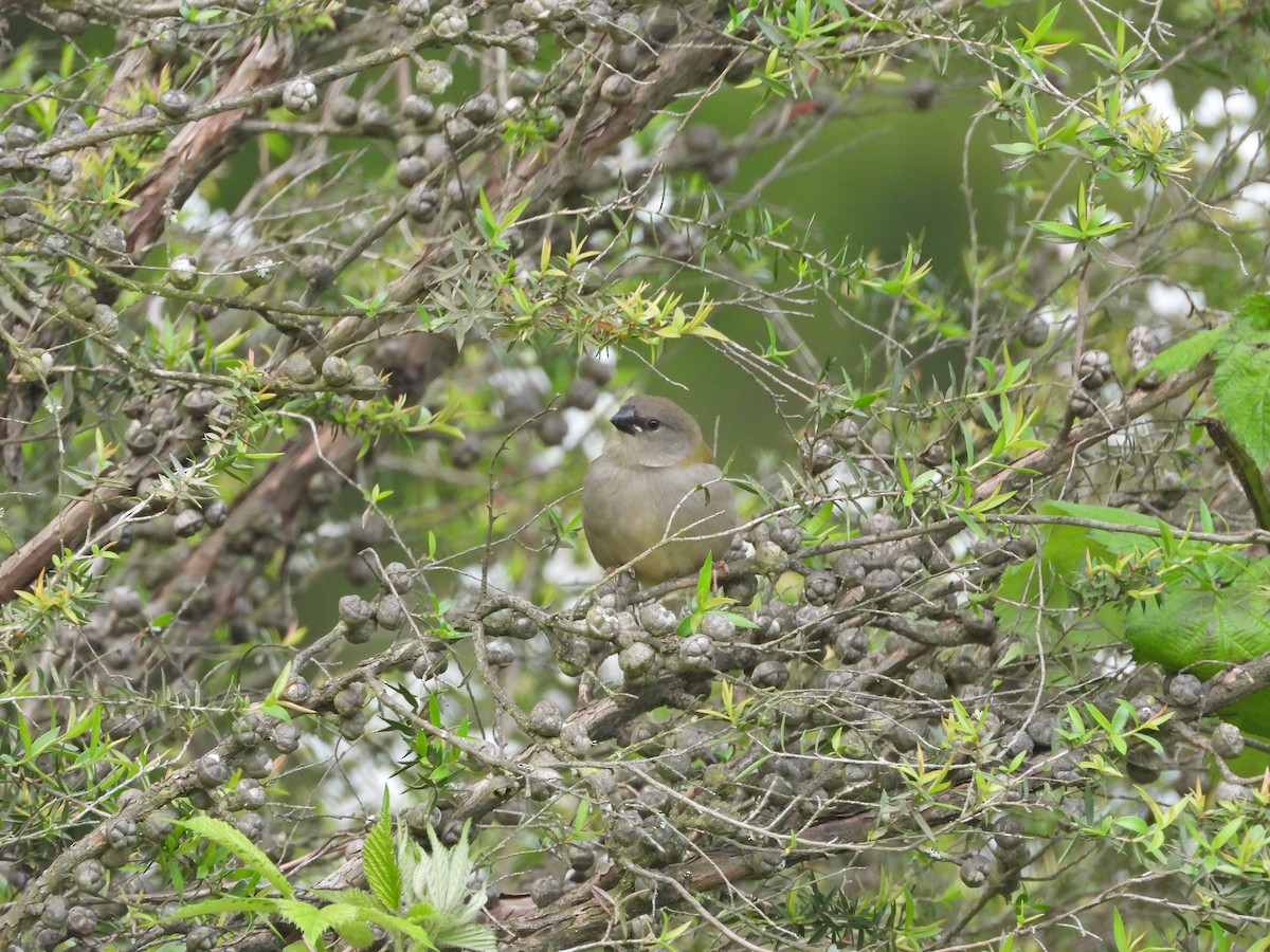 Red-browed Firetail - ML645862135