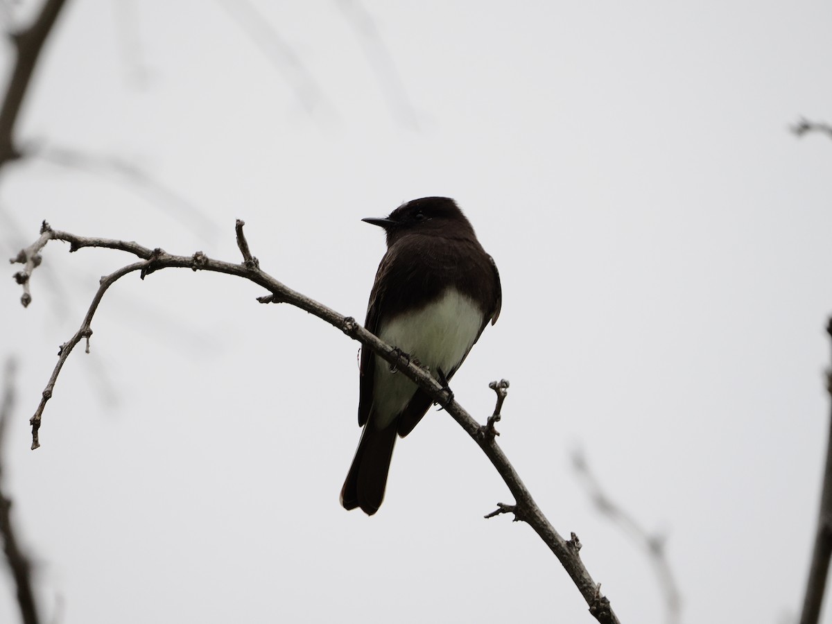 Black Phoebe - ML645862144