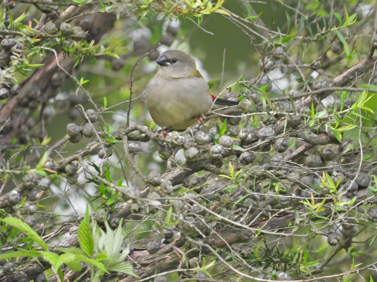 Red-browed Firetail - ML645862145