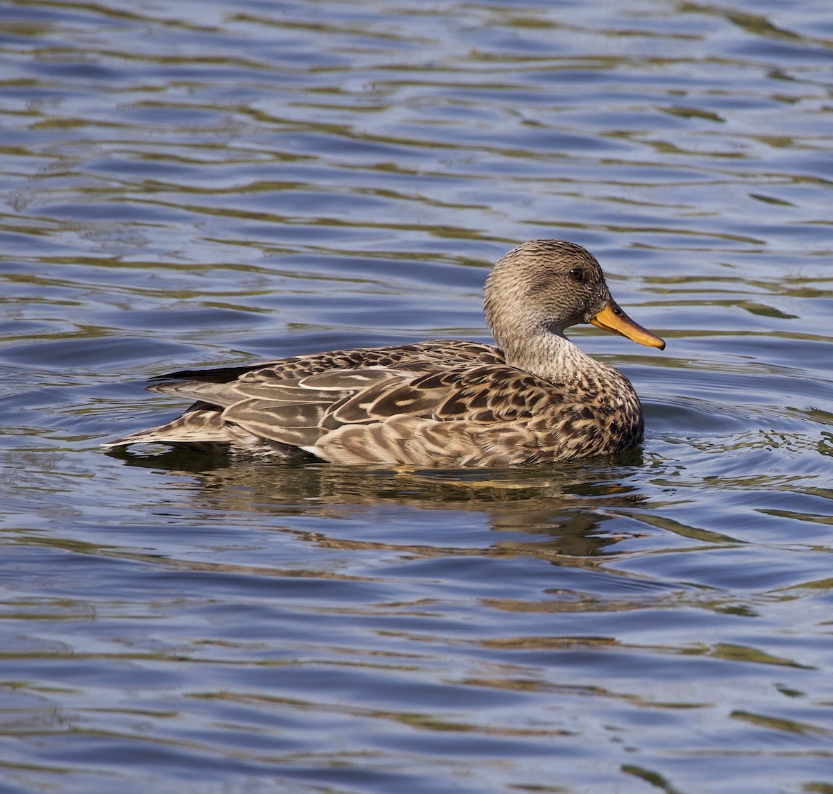 Boz Ördek - ML645862146