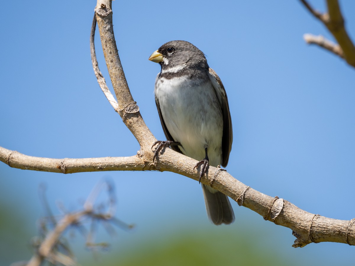 Double-collared Seedeater - ML645862153