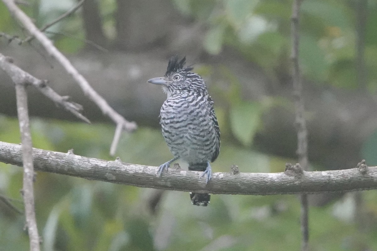 Batará Barrado - ML645862156