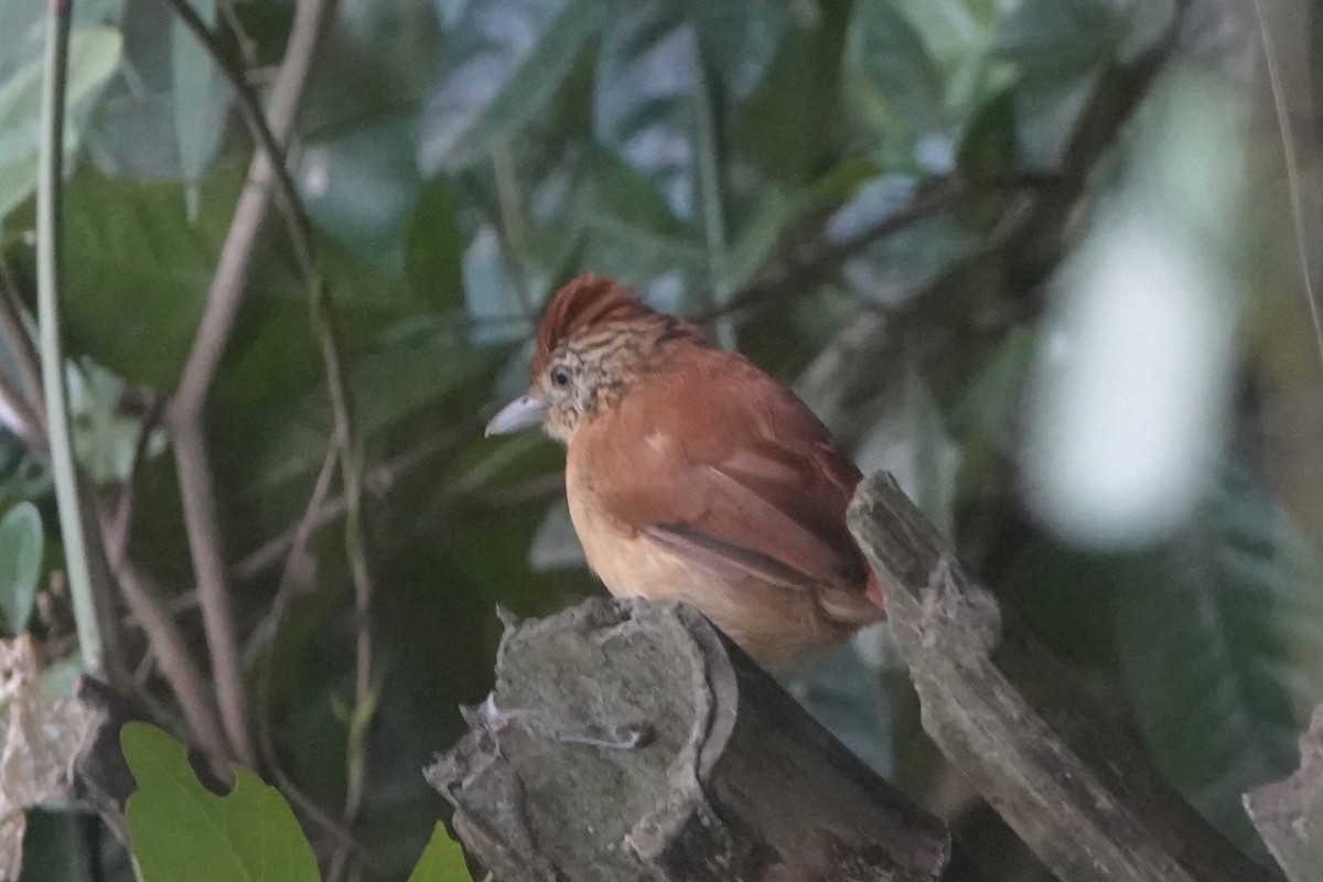 Batará Barrado - ML645862157