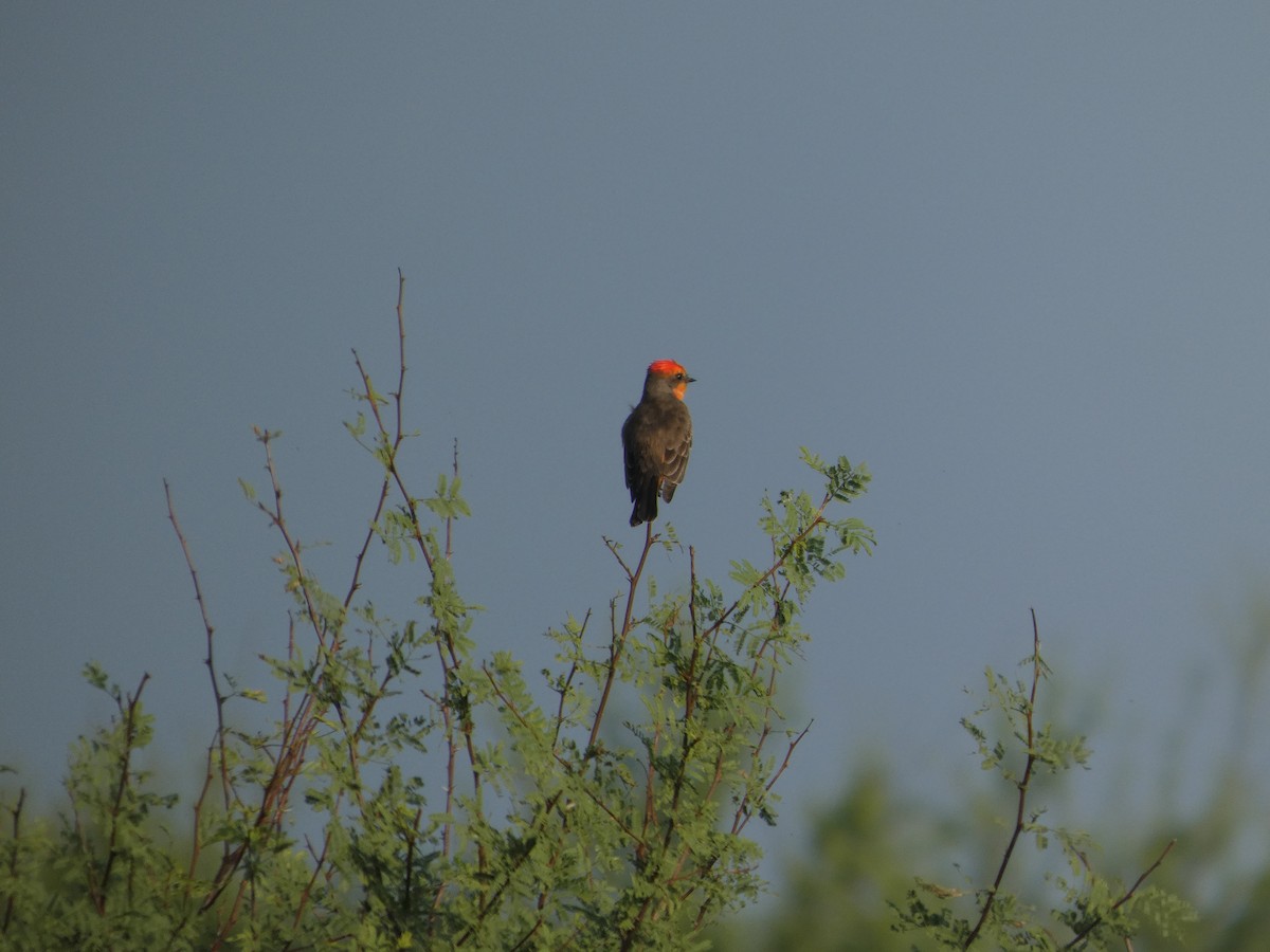 Vermilion Flycatcher - ML645862161