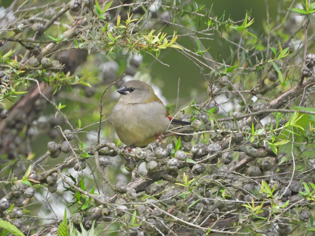 Red-browed Firetail - ML645862168