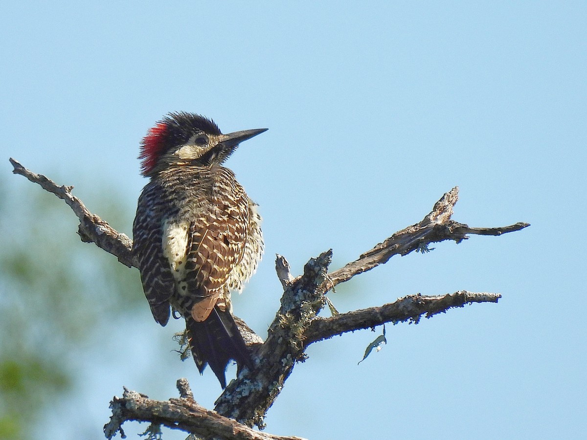 Черноусый дятел - ML645862171