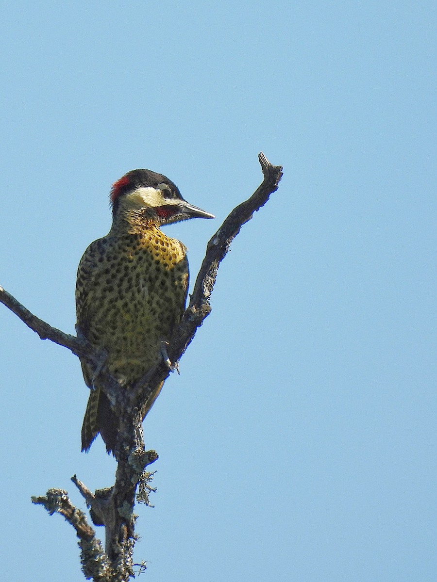 Черноусый дятел - ML645862172