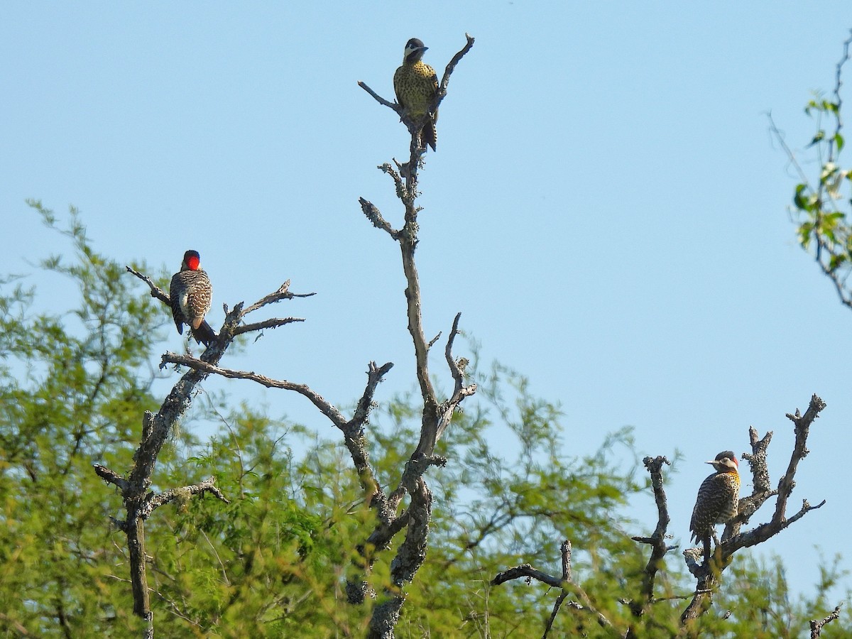 Черноусый дятел - ML645862173