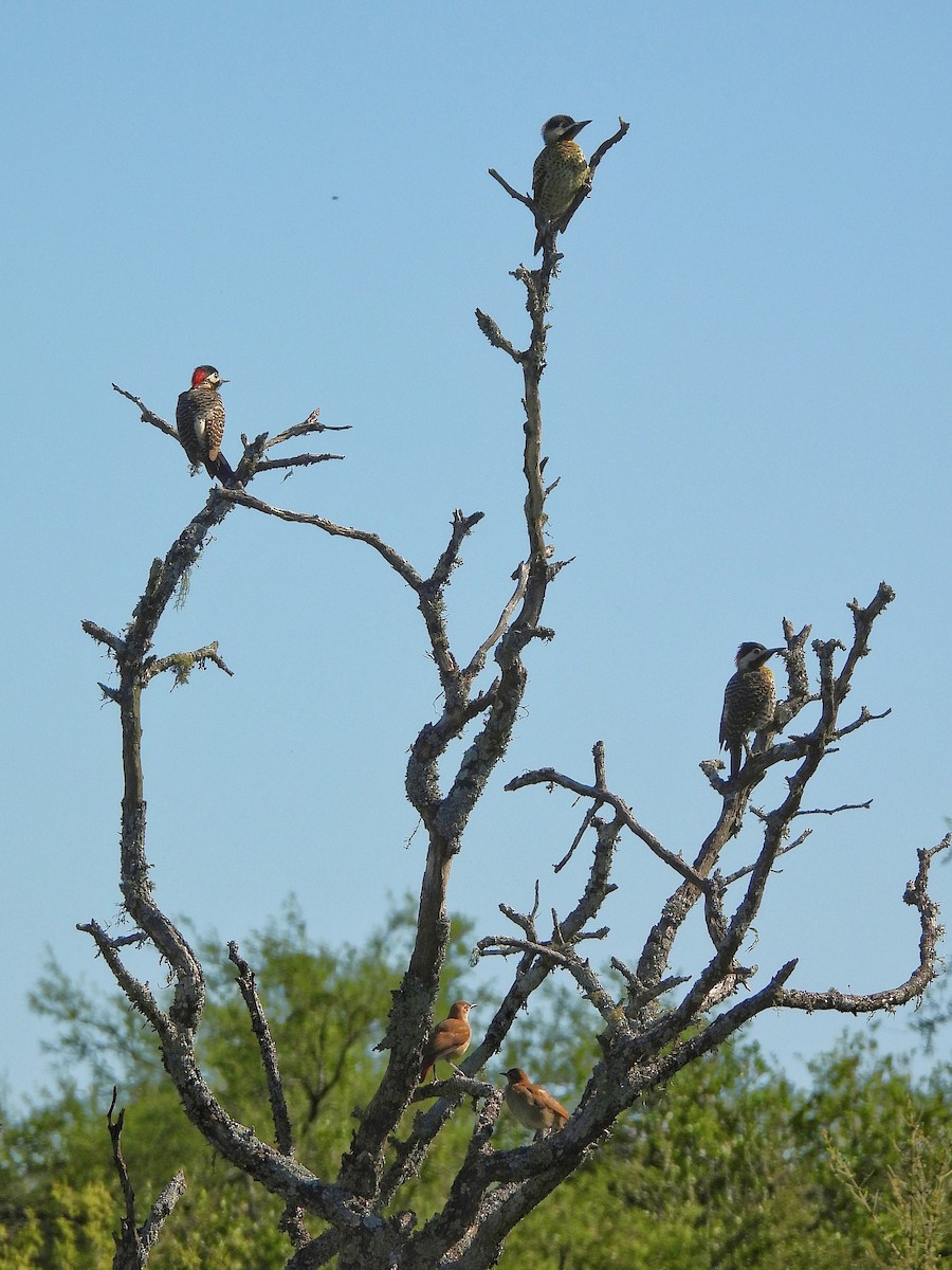 Черноусый дятел - ML645862174