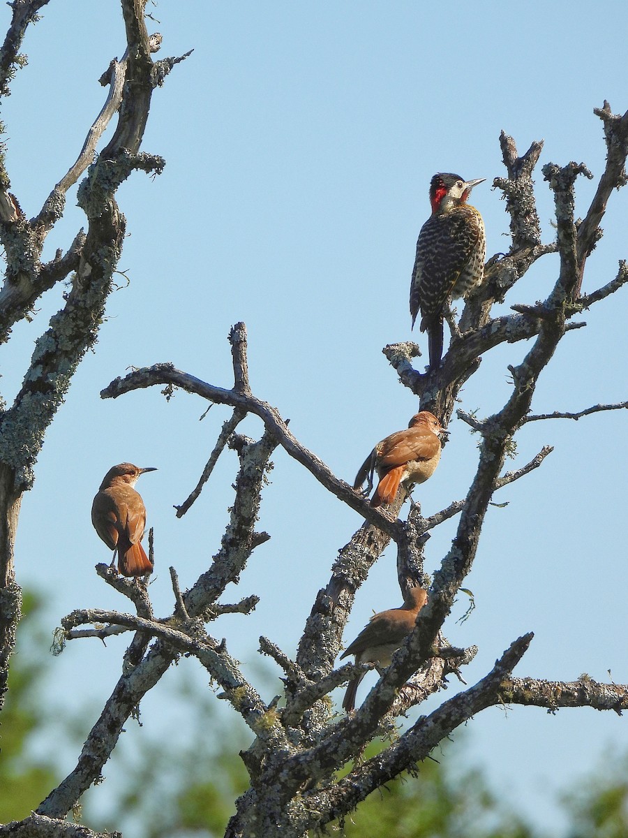 Черноусый дятел - ML645862175