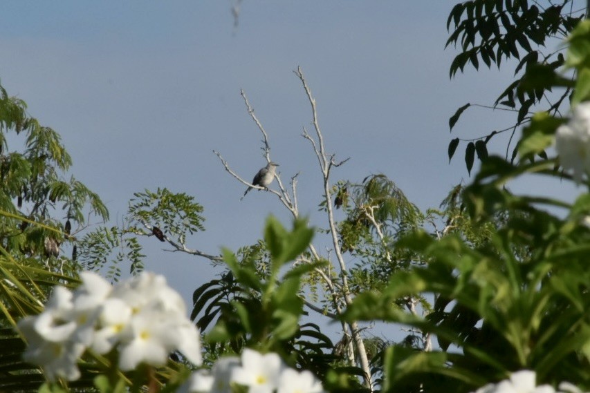 Tropikal Taklitçi - ML645862181