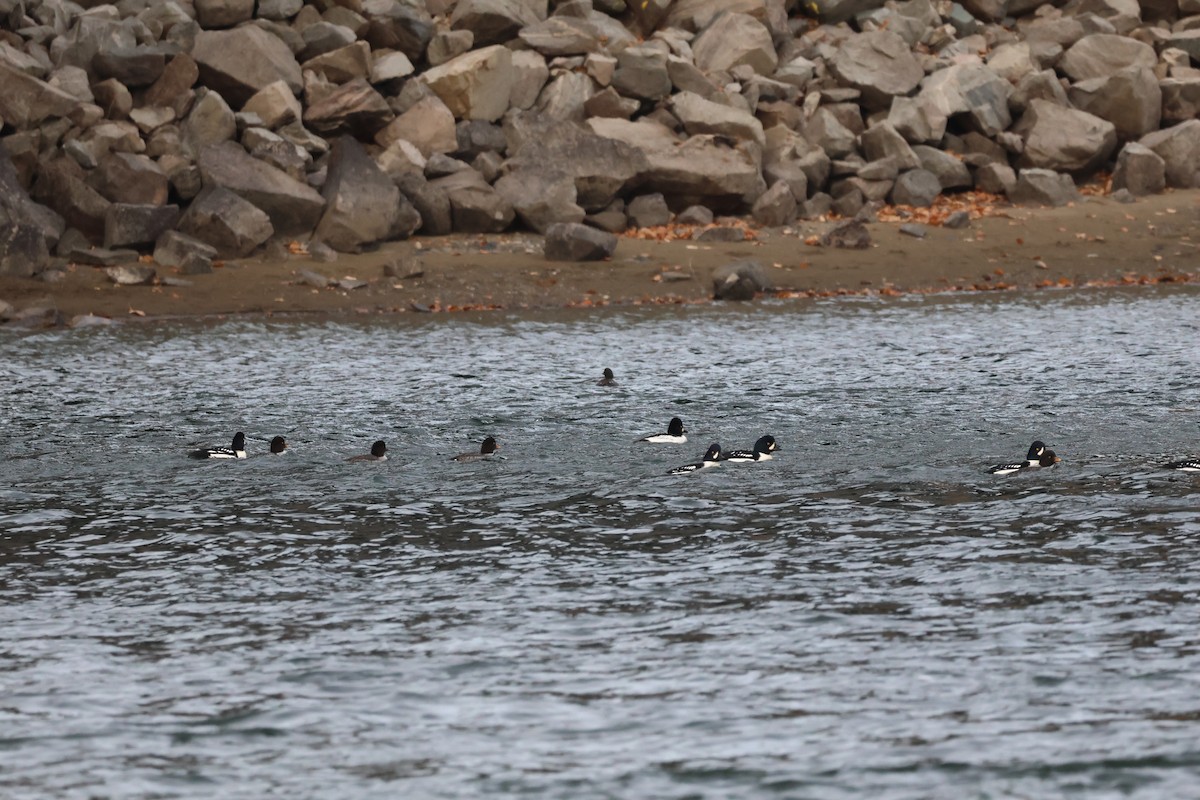 Barrow's Goldeneye - ML645862191