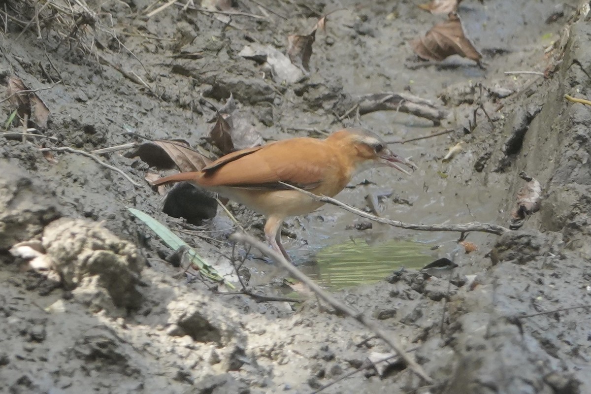 Caribbean Hornero - ML645862192