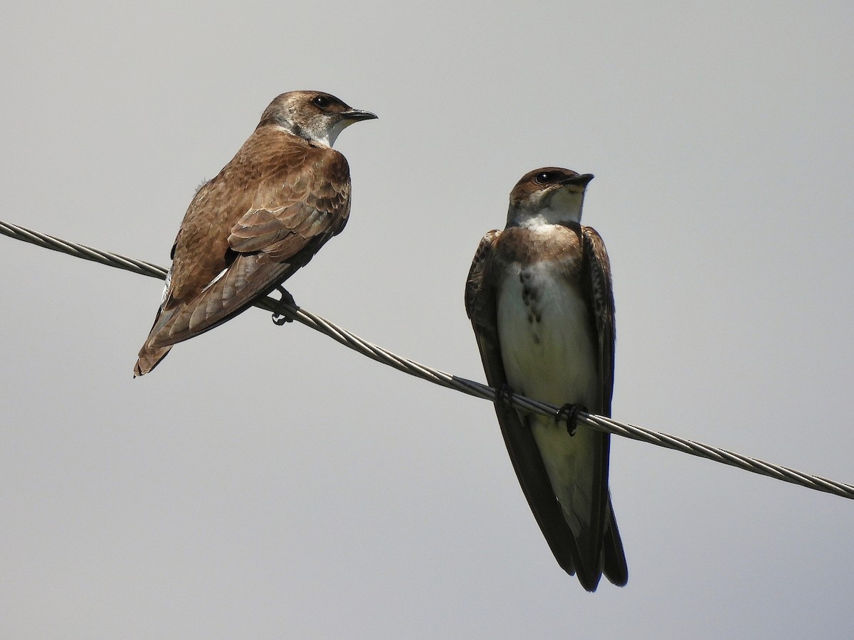 チャムネツバメ - ML645862196