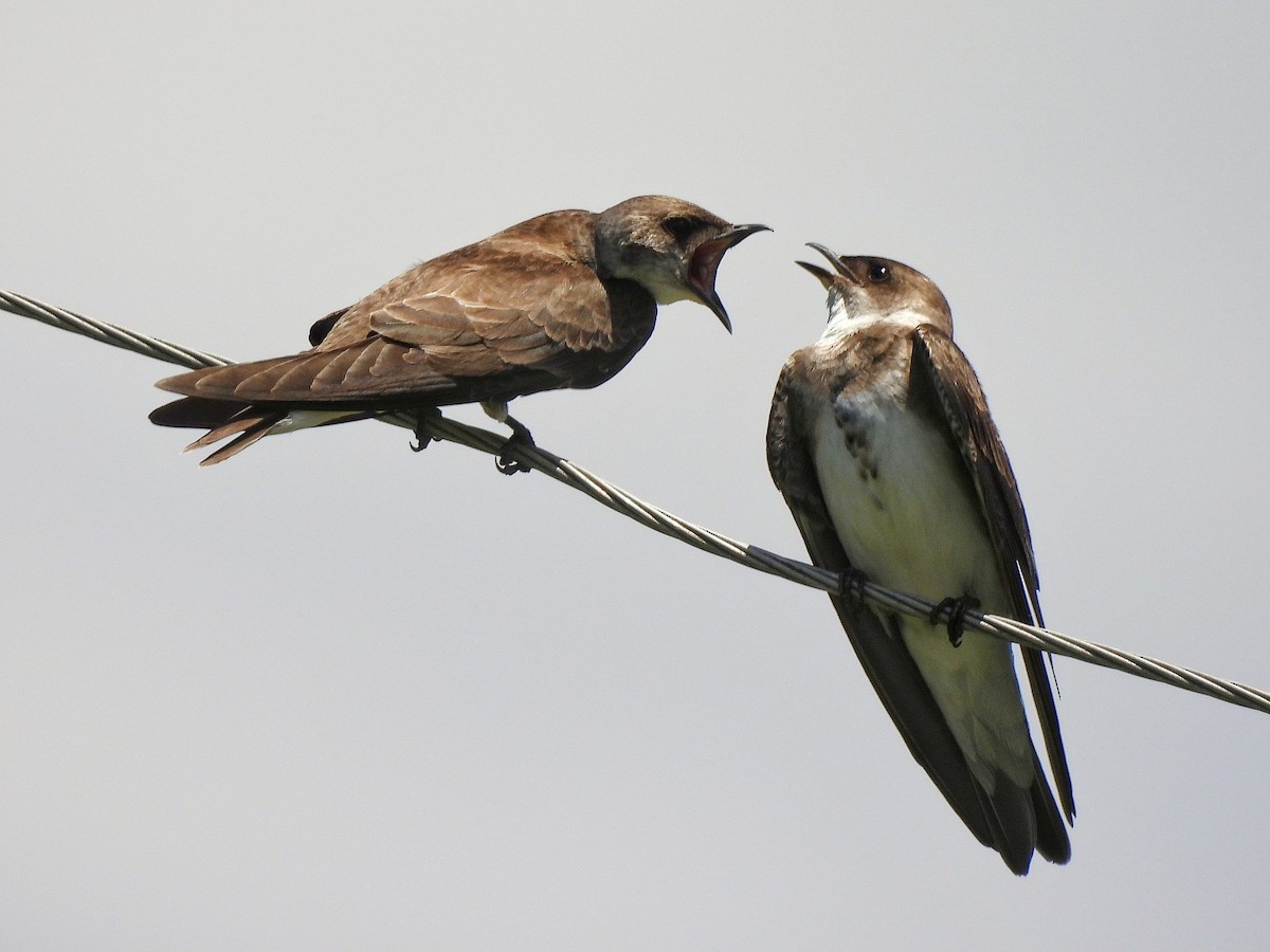 チャムネツバメ - ML645862197