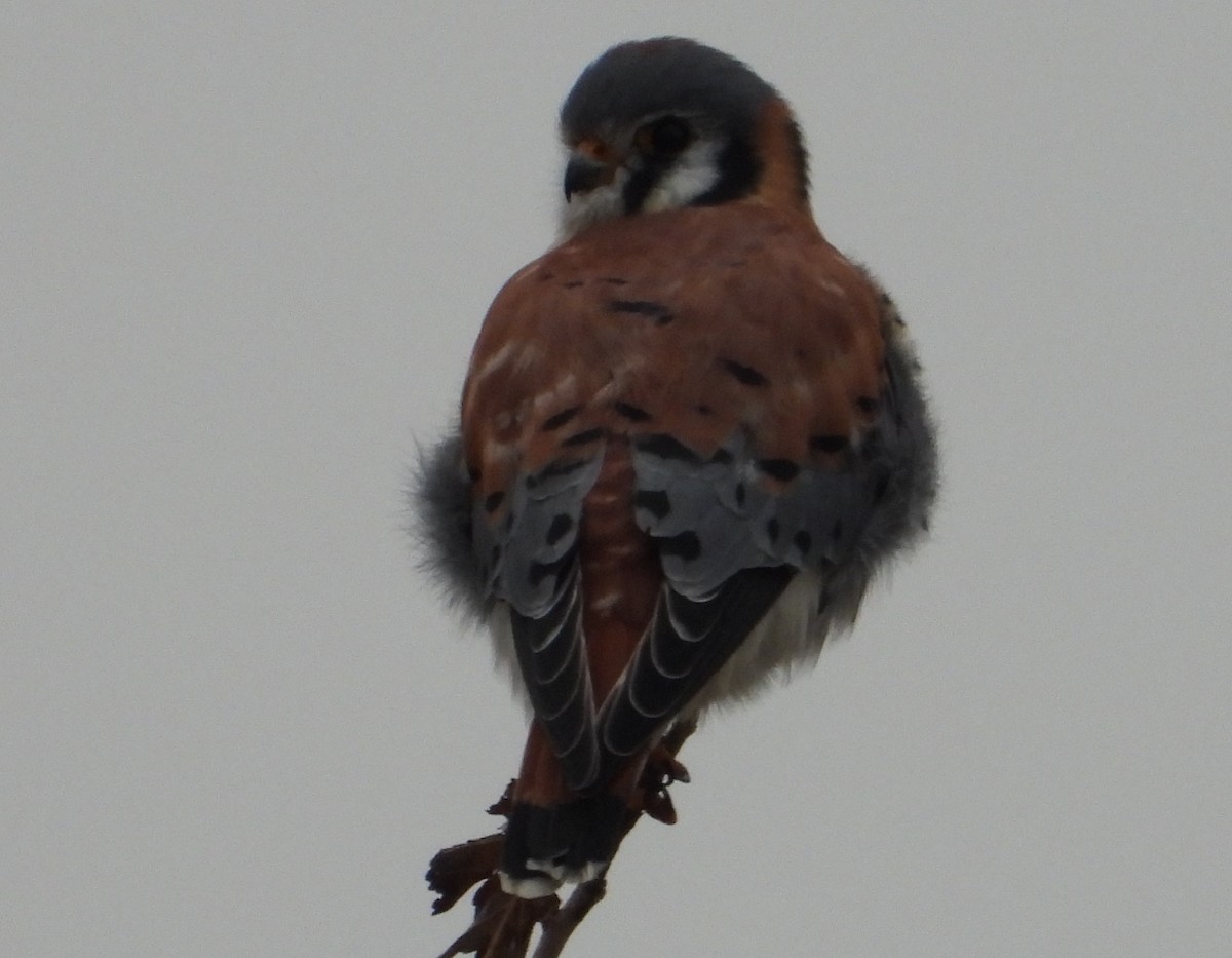 American Kestrel - ML645862202