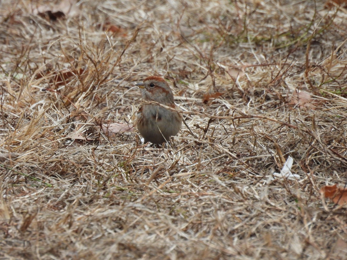 American Tree Sparrow - ML645862203