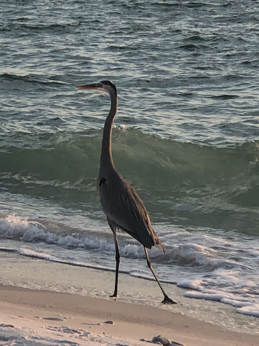 Great Blue Heron - ML645862207