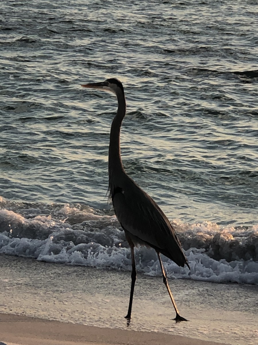 Great Blue Heron - ML645862208