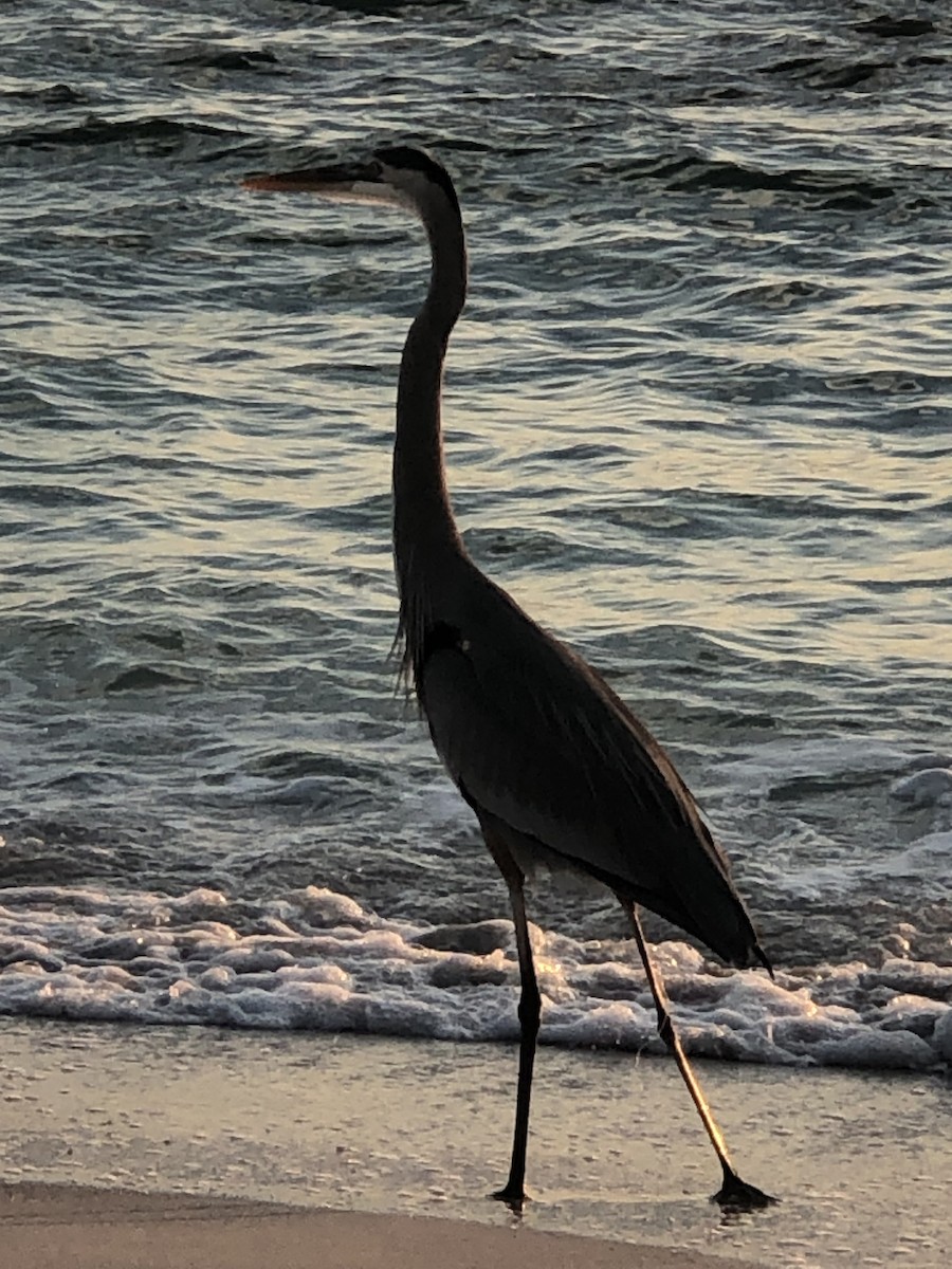 Great Blue Heron - ML645862209
