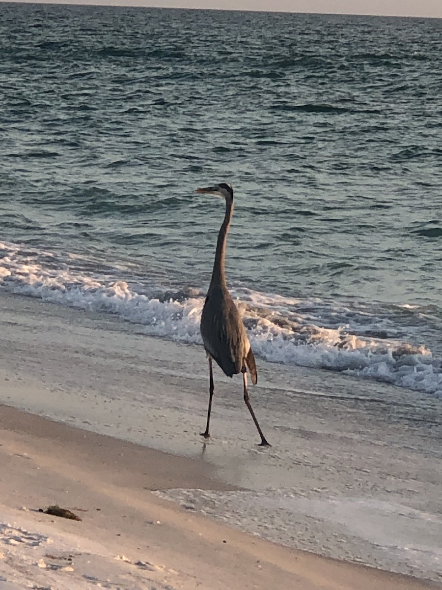 Great Blue Heron - ML645862210