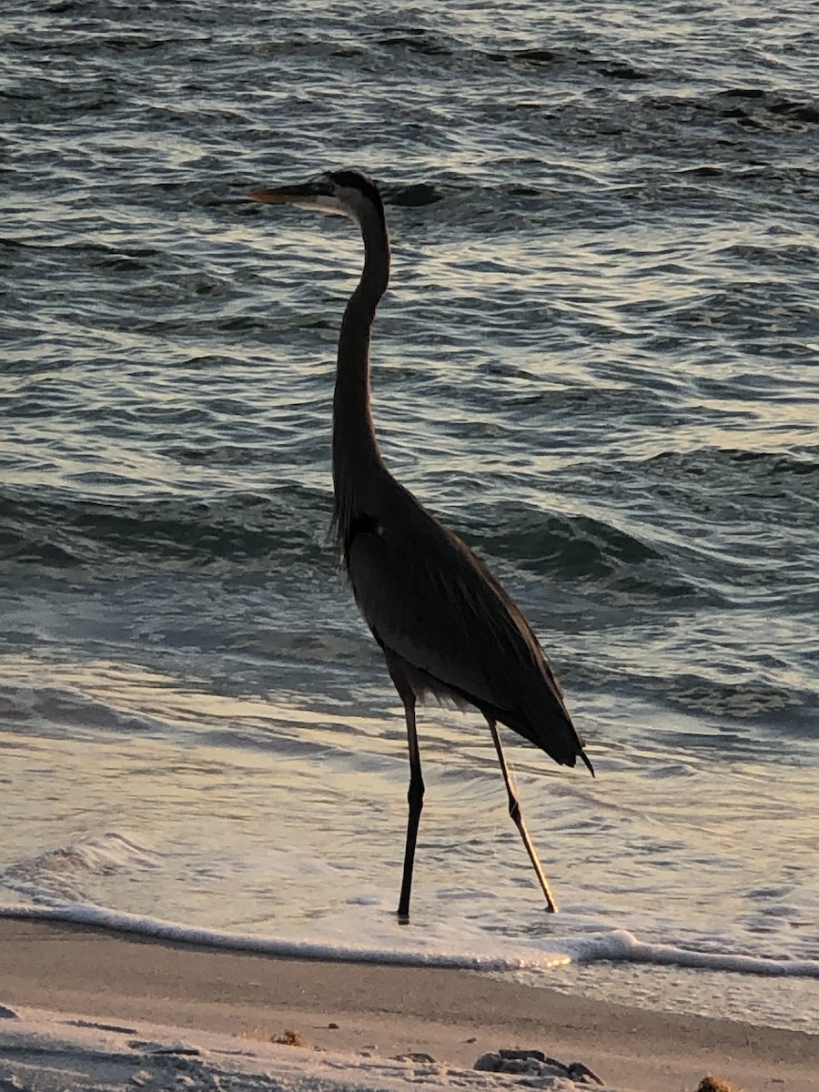 Great Blue Heron - ML645862211