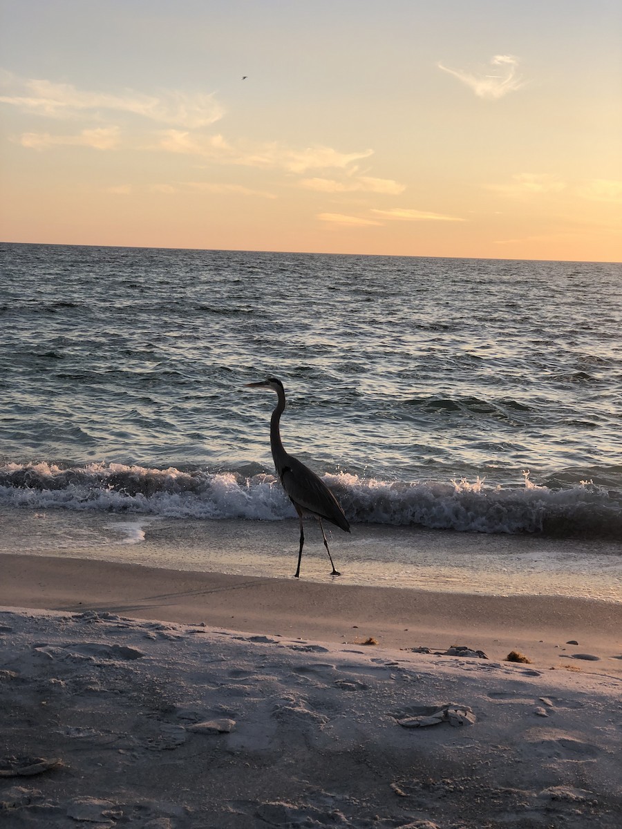 Great Blue Heron - ML645862212