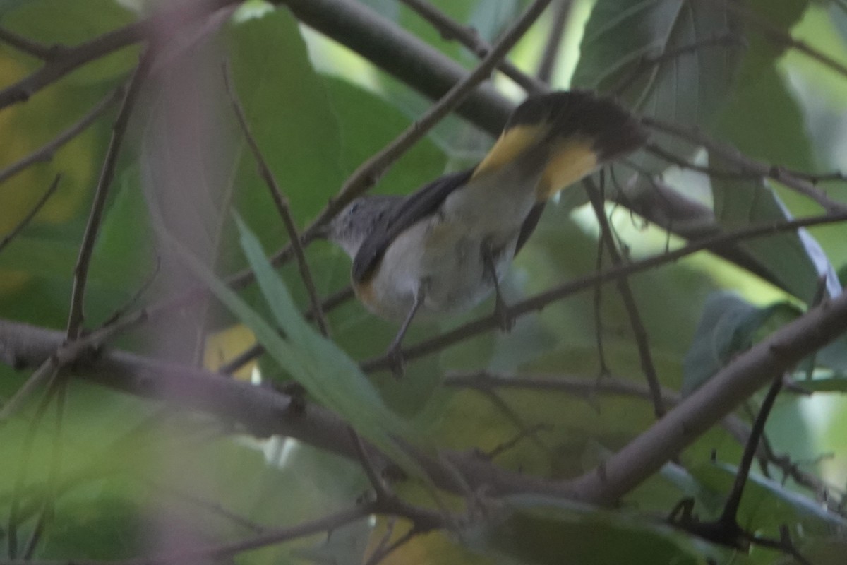 Горихвостковая древесница - ML645862217