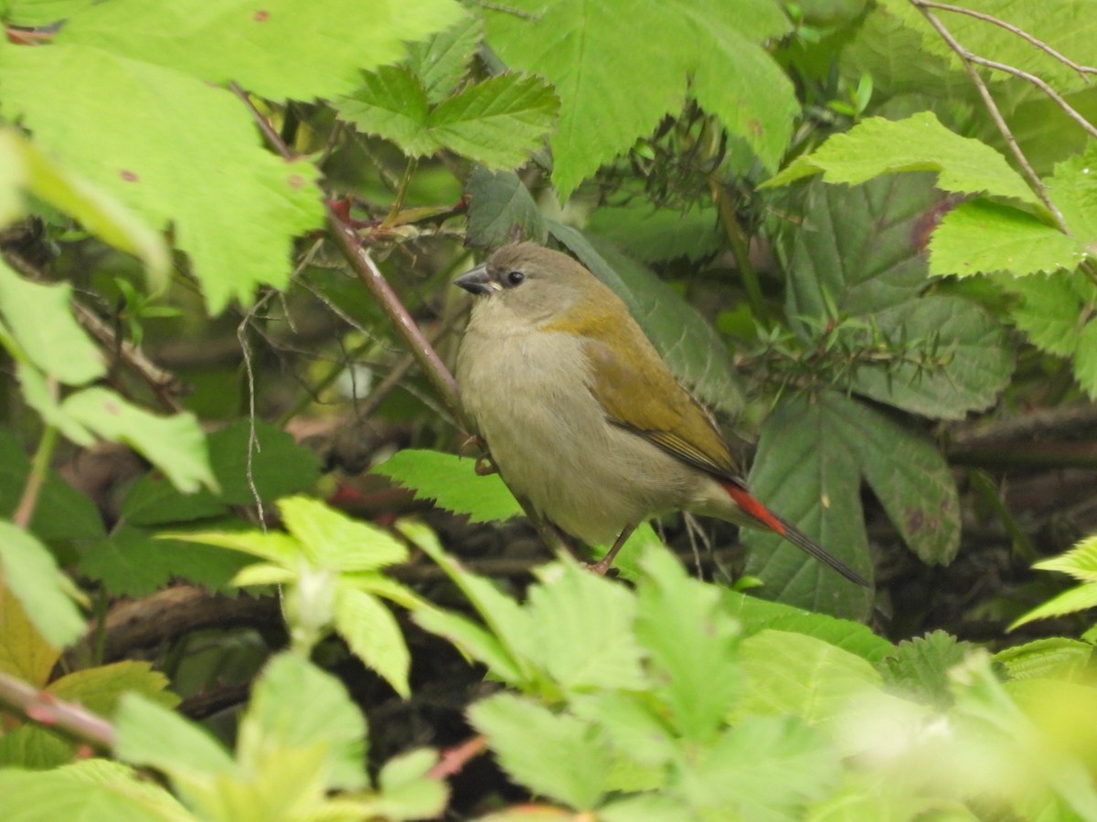 Red-browed Firetail - ML645862221