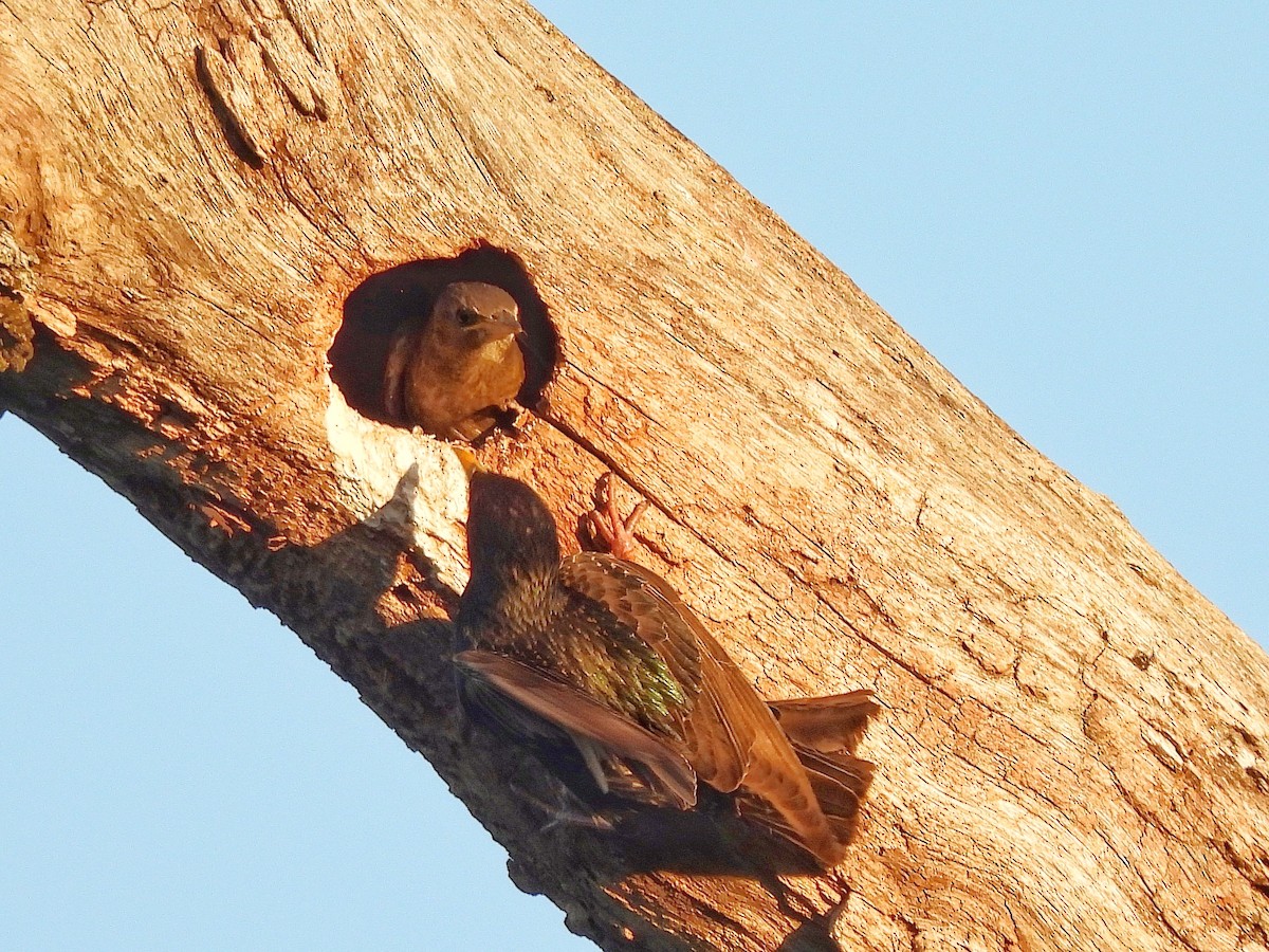 ホシムクドリ - ML645862228