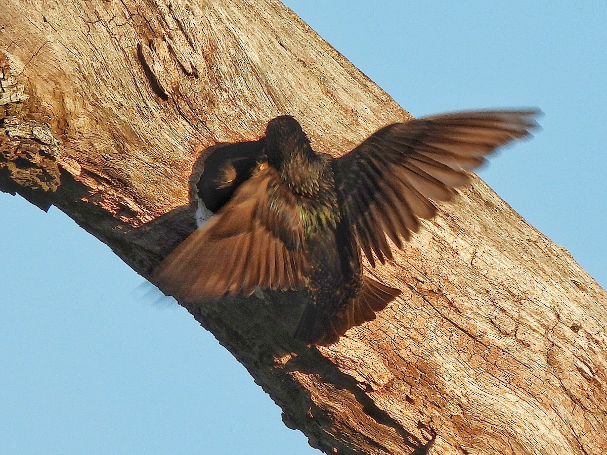 ホシムクドリ - ML645862230