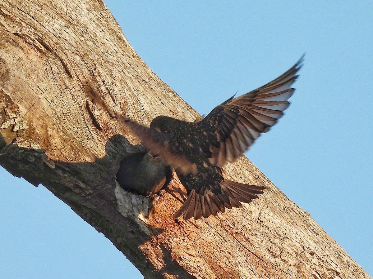 ホシムクドリ - ML645862231