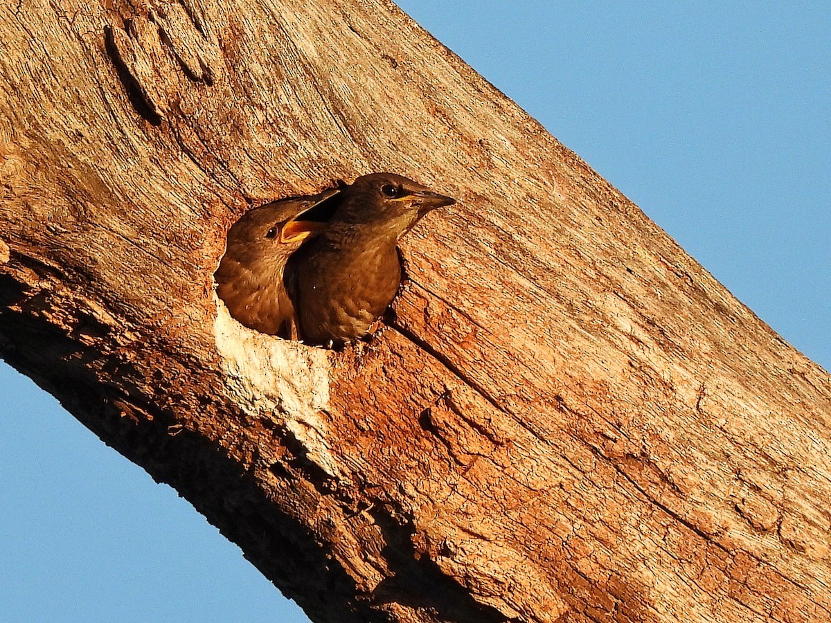 ホシムクドリ - ML645862232