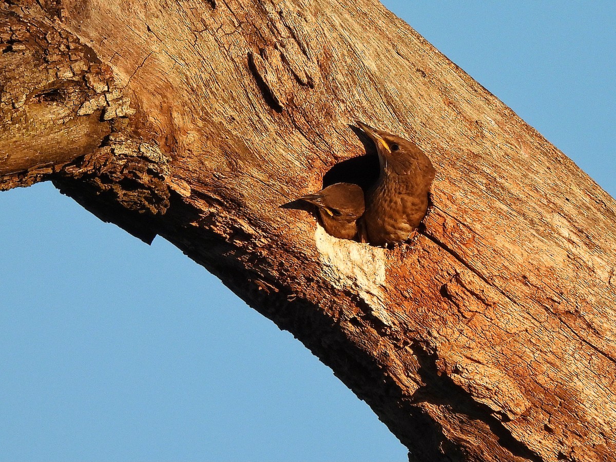 ホシムクドリ - ML645862233