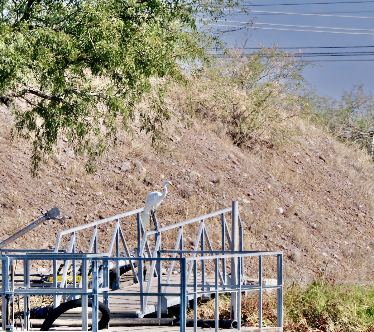 Garceta Grande - ML645862244