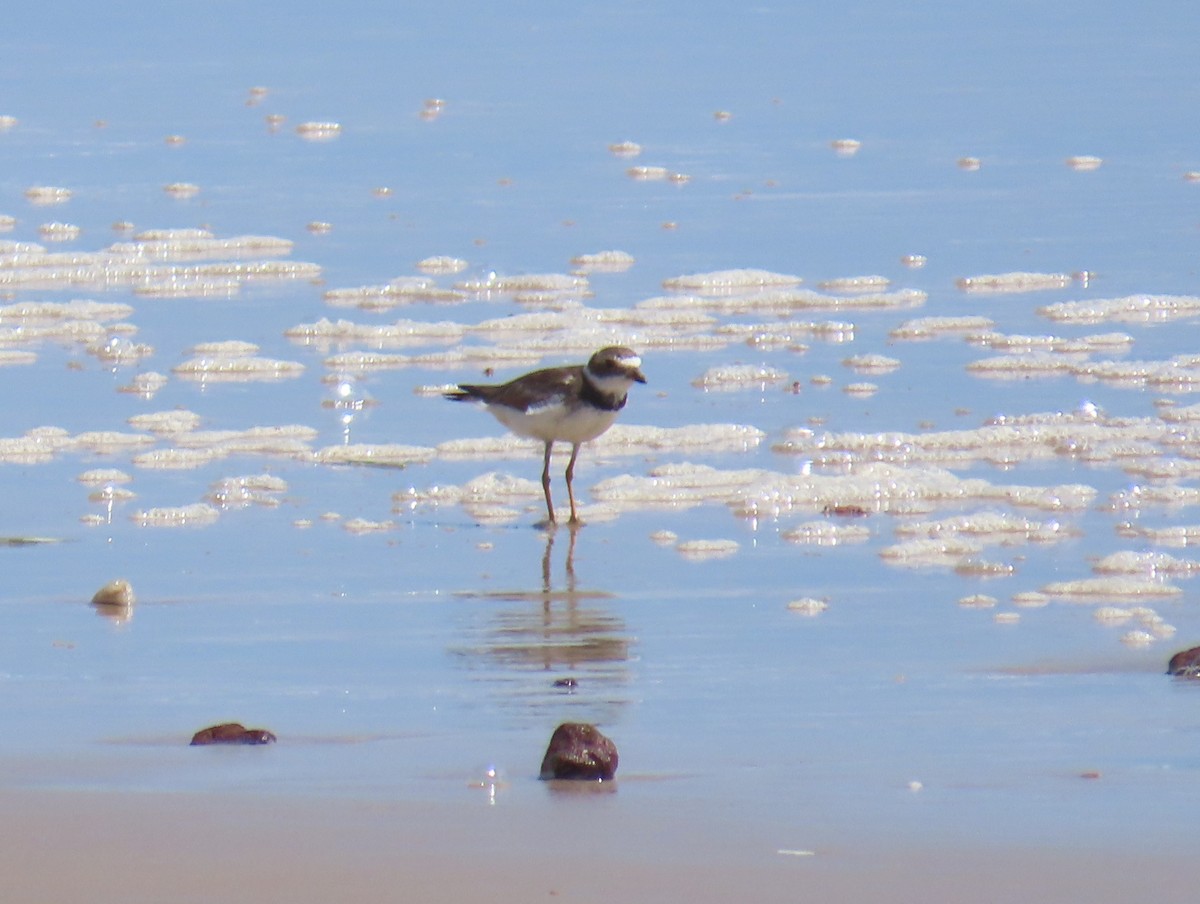 Semipalmated Plover - ML645862248