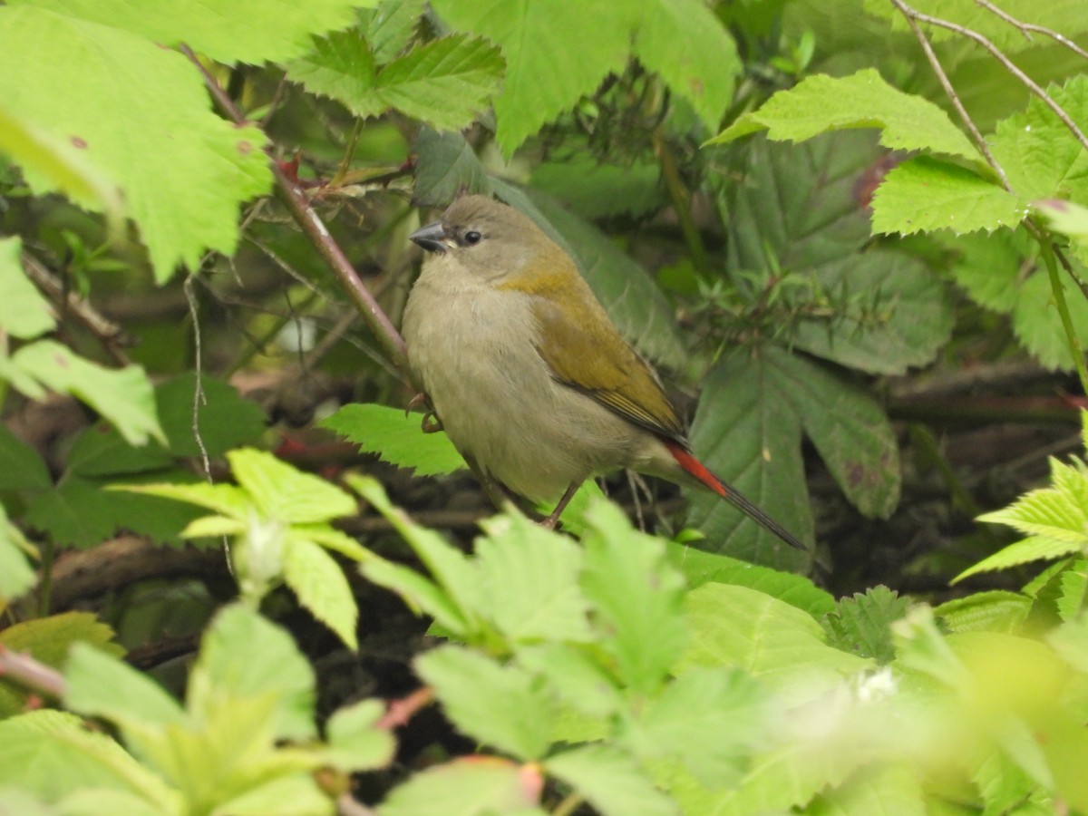 Red-browed Firetail - ML645862249