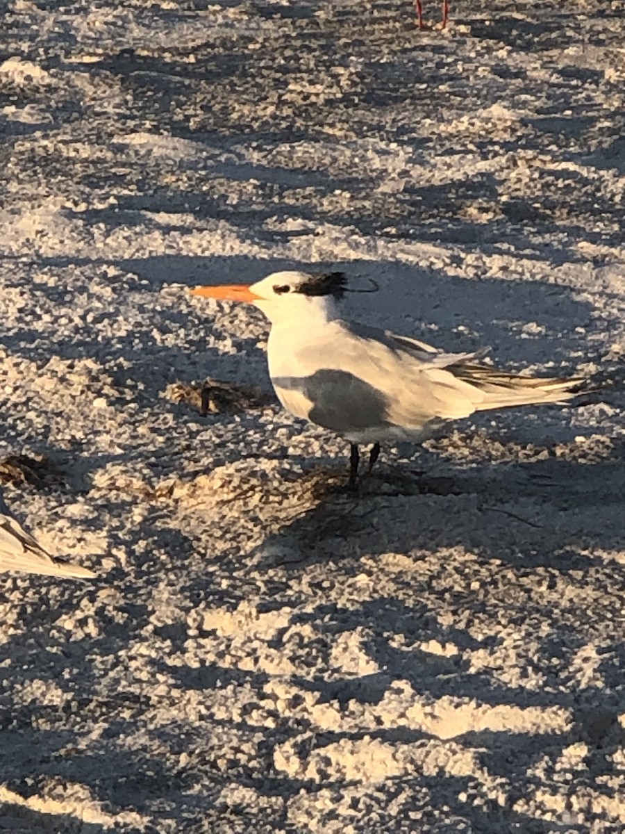 Royal Tern - ML645862254