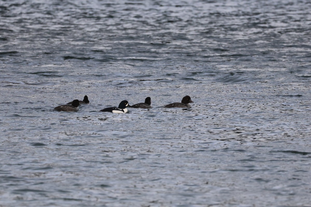 Barrow's Goldeneye - ML645862263