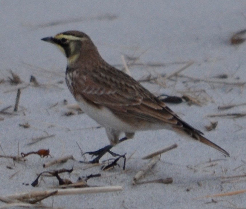 Жайворонок рогатий - ML645862268