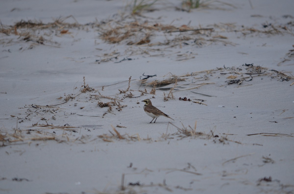 Жайворонок рогатий - ML645862269