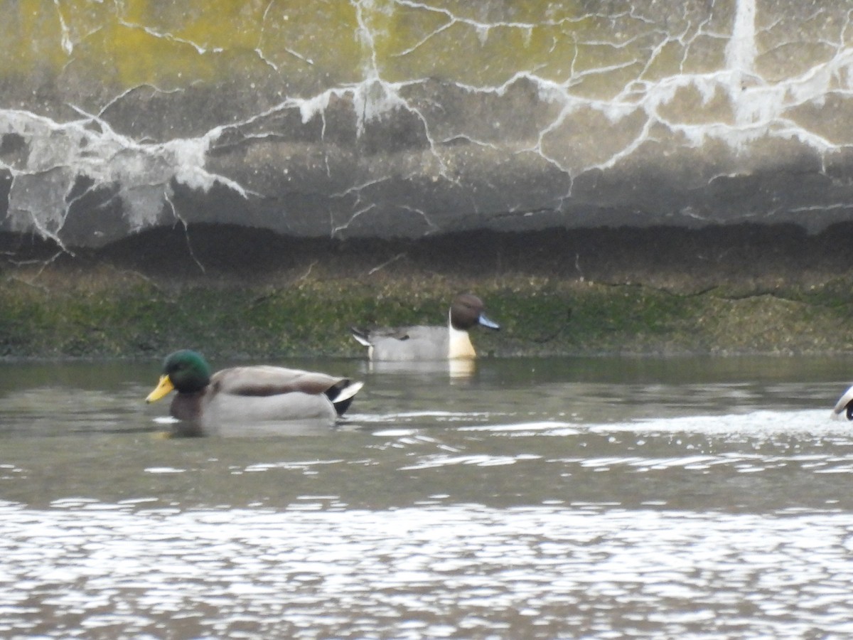 Northern Pintail - ML645862273