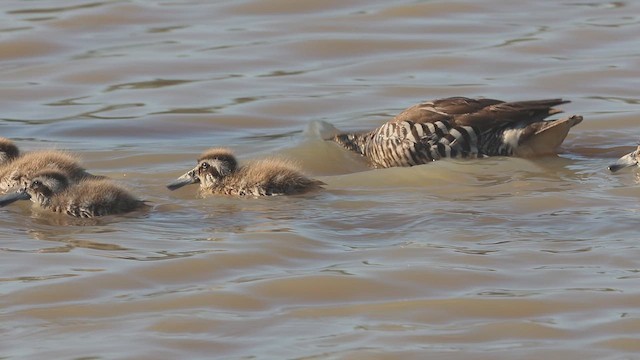 Pink-eared Duck - ML645862279
