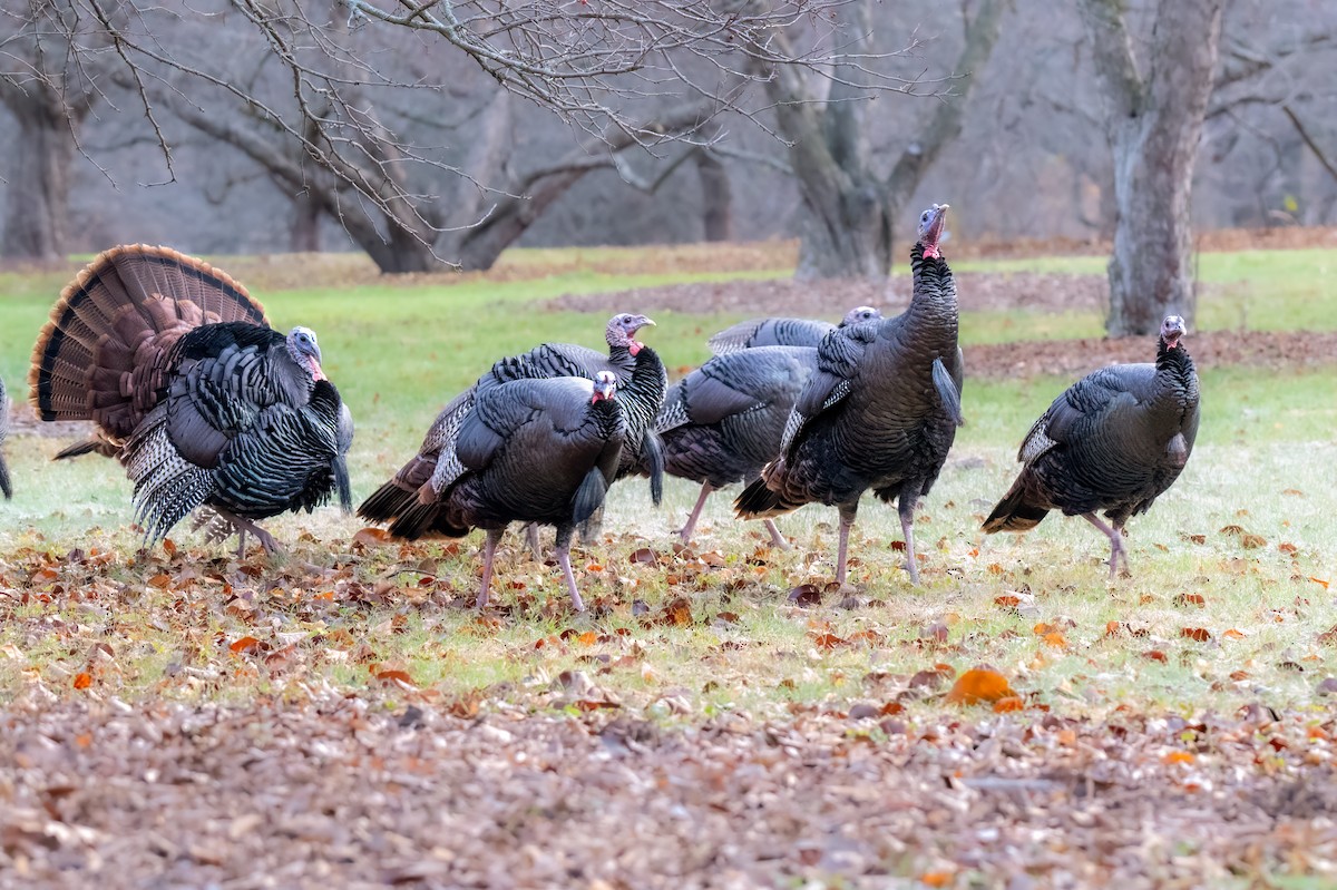 Wild Turkey - ML645862298