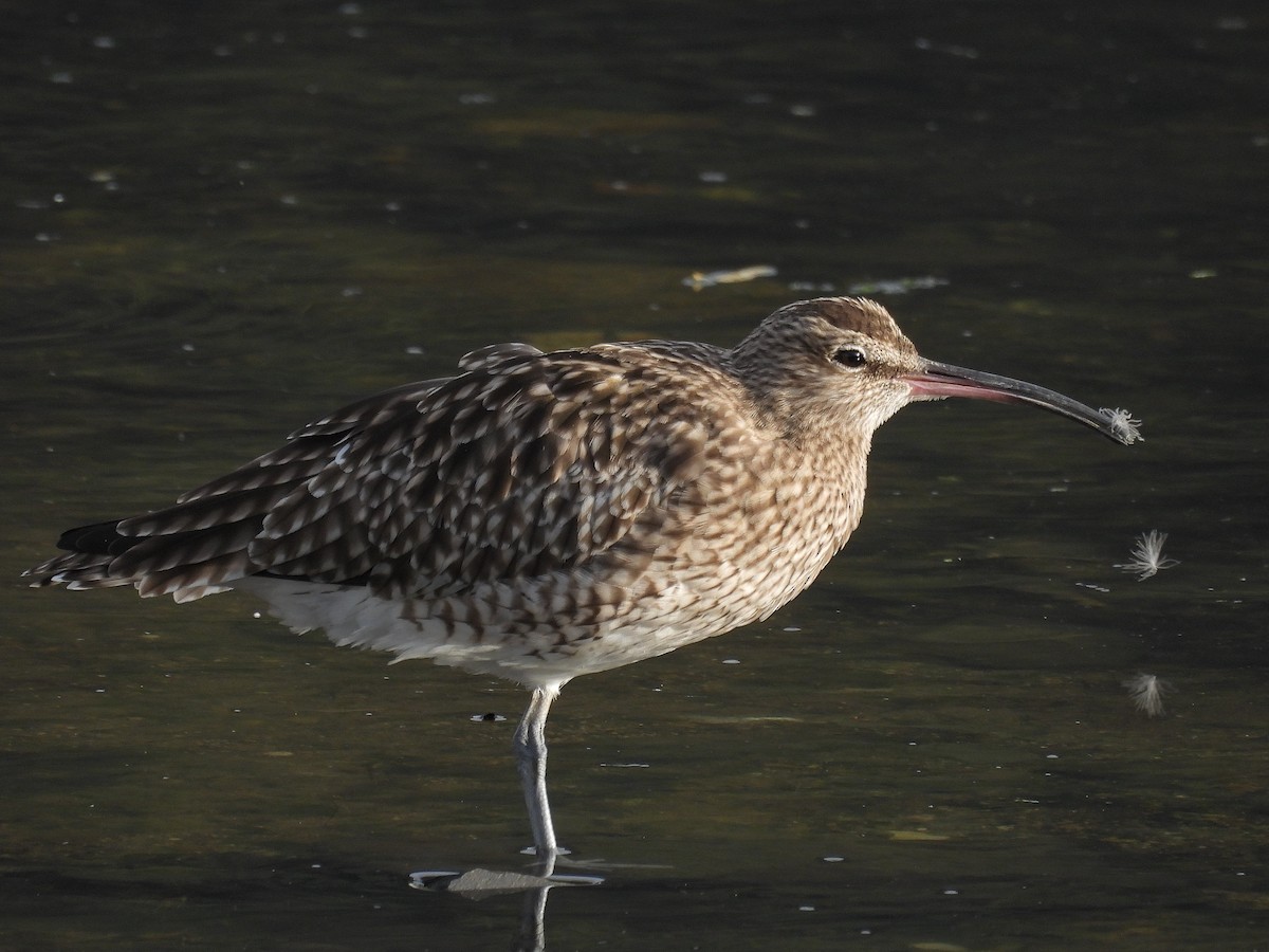 Eurasian Whimbrel - ML645862301
