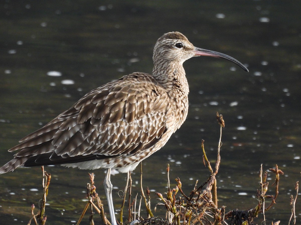 Eurasian Whimbrel - ML645862302