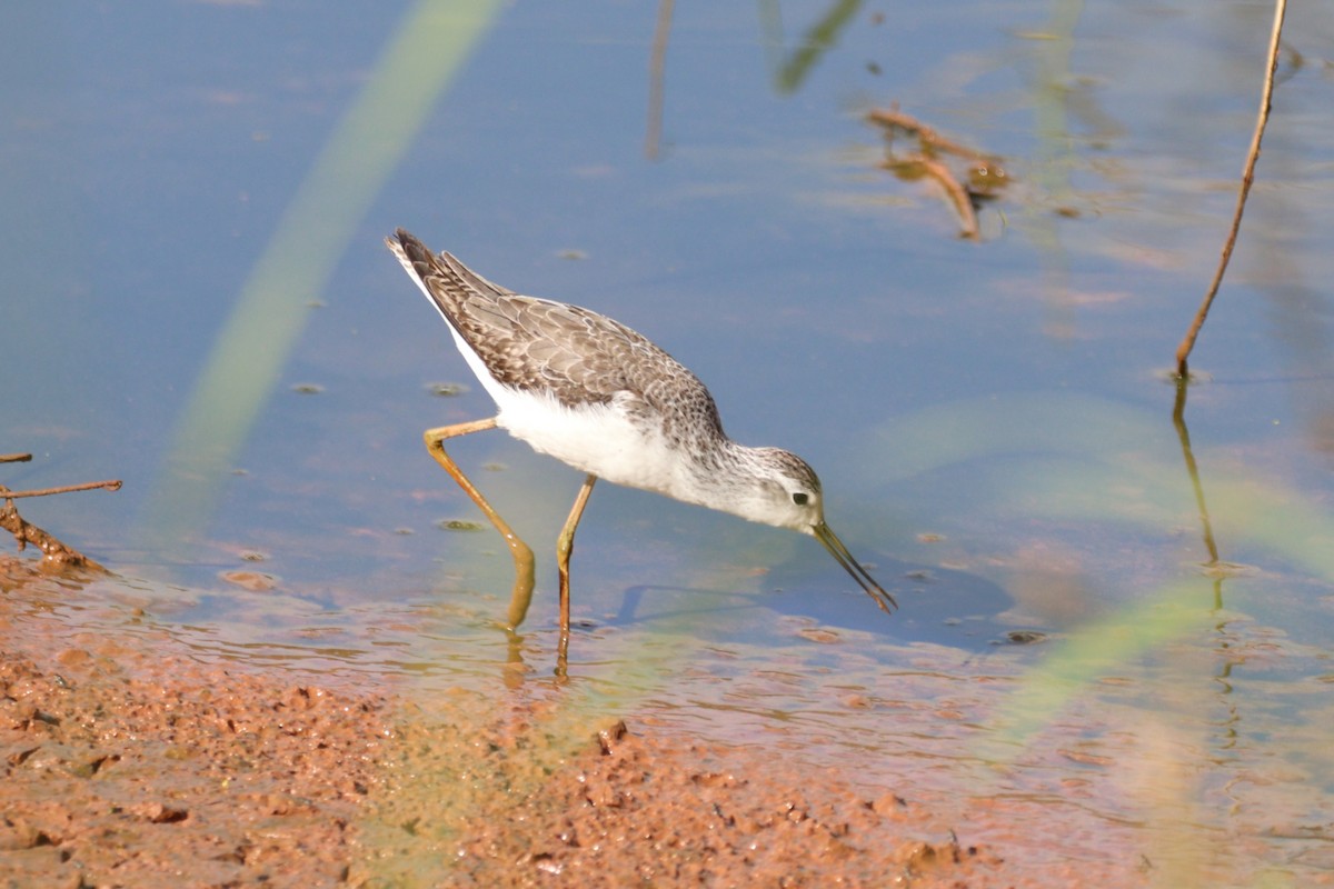 Marsh Sandpiper - ML645862306